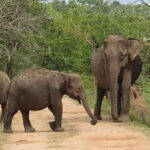 Udawalawa National Park Safari & Elephant Transit Home Tour - In-Depth Look at the Itinerary