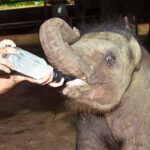 Udawalawa National Park Safari trip from Hikkaduwa/Galle/Weligama - Value and Practicality