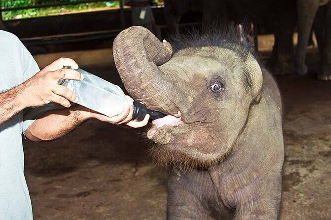 Udawalawa National Park Safari trip from Hikkaduwa/Galle/Weligama - Value and Practicality