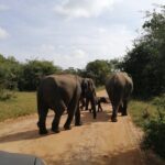 Udawalawa Safari & Elephants Orphanage Tour from Hambantota port - Final Words: Who Should Consider This Tour?