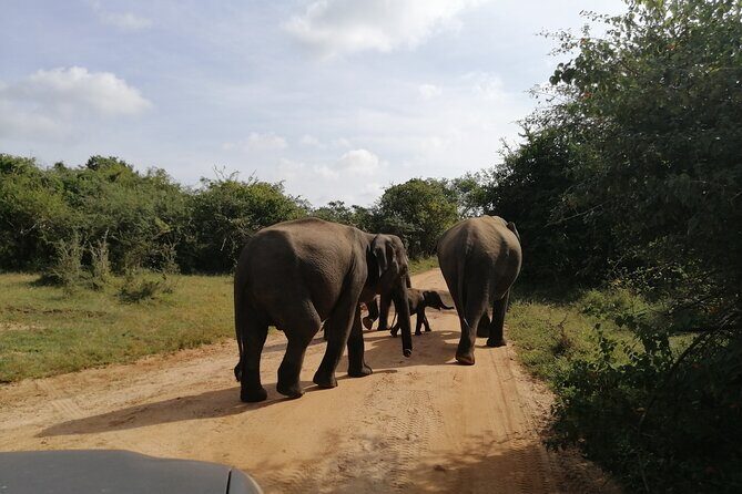 Udawalawa Safari & Elephants Orphanage Tour from Hambantota port - Final Words: Who Should Consider This Tour?
