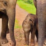 Udawalawa Wild Life Safari - Authentic Reviews: What Travelers Say