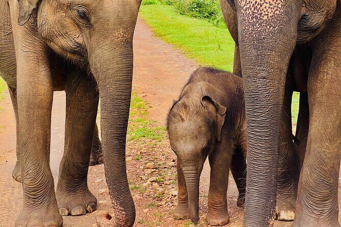 Udawalawa Wild Life Safari - Authentic Reviews: What Travelers Say