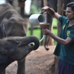 Udawalawe Jeep Safari from Bentota Aluthgama Berawula Area - Who Would Love This Tour?