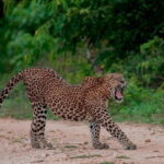 Udawalawe National Park Adventure - Who Would Love This Tour?