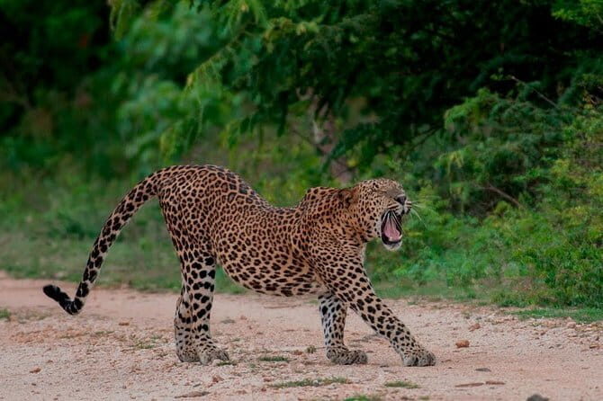 Udawalawe National Park Adventure - Who Would Love This Tour?