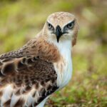 Udawalawe National Park | Half day - Safari tour - Who is this tour best suited for?