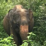 Udawalawe National Park Private Safari Tour - Why This Safari Offers Great Value