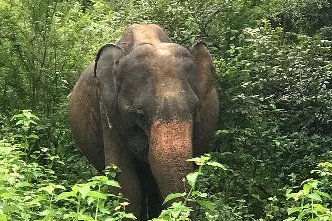 Udawalawe National Park Private Safari Tour - Why This Safari Offers Great Value