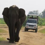 Udawalawe National Park - Private Safari with Gotrex Tours - Deep Dive into the Experience