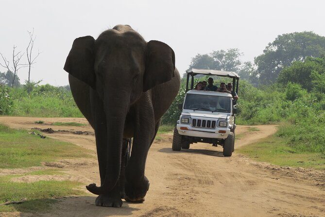 Udawalawe National Park - Private Safari with Gotrex Tours - Deep Dive into the Experience