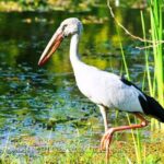 Udawalawe National Park Safari - Final Thoughts