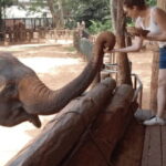 Udawalawe National Park Safari & Elephant Transit Home Visit - A Deep Dive into Udawalawes Wonders