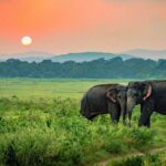 Udawalawe National Park Safari from Ahangama - Who Would Love This Tour?