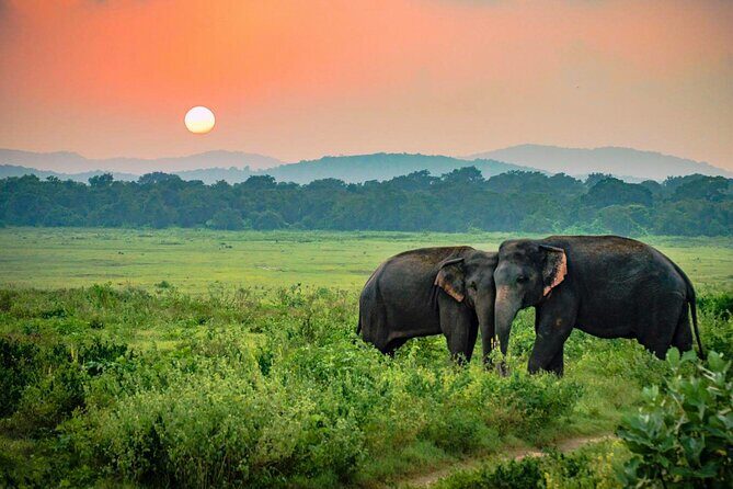 Udawalawe National Park Safari from Ahangama - Who Would Love This Tour?
