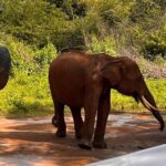 Udawalawe National Park Safari from Mirissa or Weligama - Detailed Breakdown of the Day