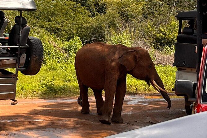 Udawalawe National Park Safari from Mirissa or Weligama - Detailed Breakdown of the Day