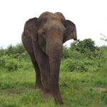 Udawalawe National Park Safari Tours - Who Would Enjoy This Tour?