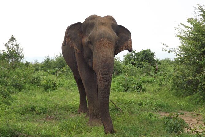 Udawalawe National Park Safari Tours - Who Would Enjoy This Tour?
