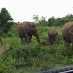 Udawalawe: National Park Safari with Elephant Transit Home - A Deep Dive into the Udawalawe Safari Experience