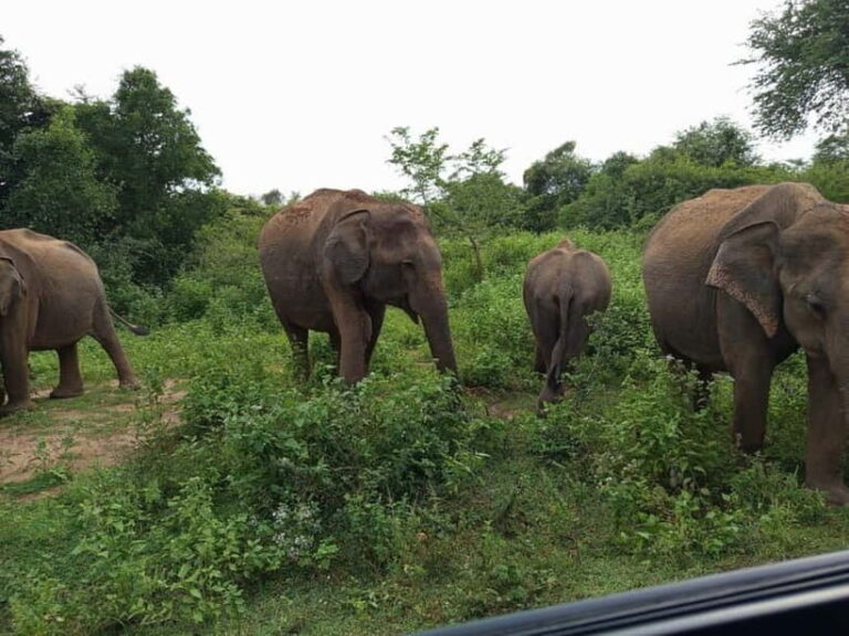 Udawalawe: National Park Safari with Elephant Transit Home - A Deep Dive into the Udawalawe Safari Experience