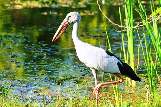 Udawalawe National Park Safari - Final Thoughts