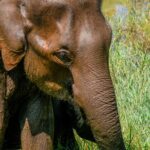 Udawalawe National Park Wildlife Safari Tours - Why This Tour Stands Out