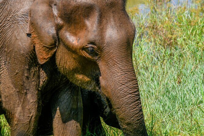 Udawalawe National Park Wildlife Safari Tours - Why This Tour Stands Out