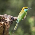 Udawalawe Safari Adventure - The Sum Up