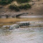 Udawalawe Safari Day Trip from South Region & Transfer to Ella - Who Is This Tour Best For?