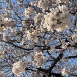 Ueno Local Bar Walk - Who Should Consider This Tour?