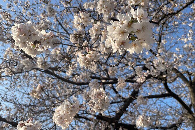 Ueno Local Bar Walk - Who Should Consider This Tour?