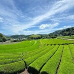 Uji and Wazuka Matcha Farm Half Day Private Guided Tour - Final Thoughts
