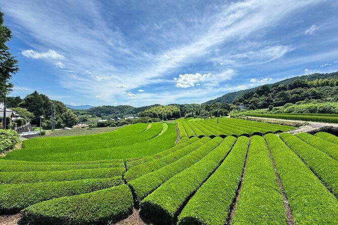 Uji and Wazuka Matcha Farm Half Day Private Guided Tour - Final Thoughts
