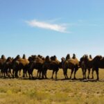 Ulaanbaatar: Semi-Gobi Desert Day Trip & Camel Ride - A Genuine Look at the Semi-Gobi Desert Day Trip