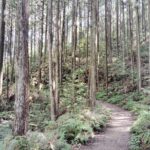 Wakayama: Walk the Kumano Kodo to Kumano Hongu Taisha - Exploring the Kumano Kodo: A Deep Dive