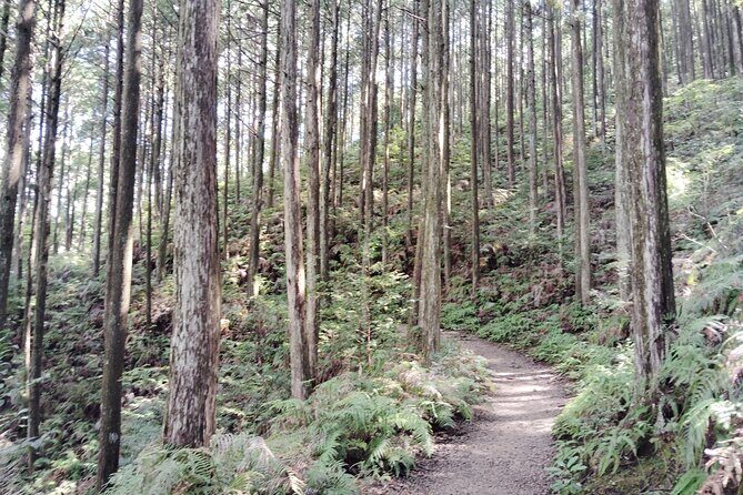 Wakayama: Walk the Kumano Kodo to Kumano Hongu Taisha - Exploring the Kumano Kodo: A Deep Dive