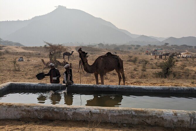 Walking Sightseeing Tour - The Shine Pushkar - What Makes This Tour Stand Out