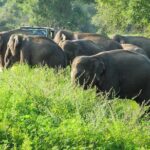 Wasgamuwa National Park Private Safari - Setting the Scene