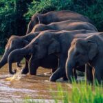 Wasgamuwa National Park Safari - FAQ