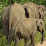 Wasgamuwa National Park Safari | Jeep with Tickets - FAQ