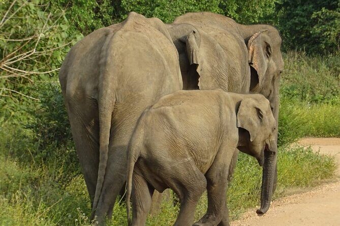 Wasgamuwa National Park Safari | Jeep with Tickets - FAQ