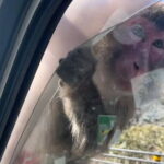 West IZU Uncovered Tour Cave Cruise and Monkey Encounter - What the Reviews Say