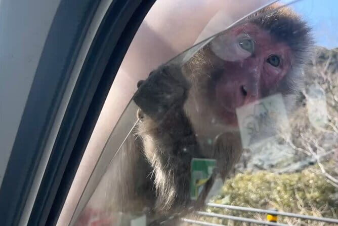 West IZU Uncovered Tour Cave Cruise and Monkey Encounter - What the Reviews Say