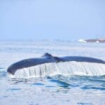 Whale & Dolphin Watching Tour in Trincomalee | Scenic Boat Ride - The Realities of Sightings and Guide Expertise
