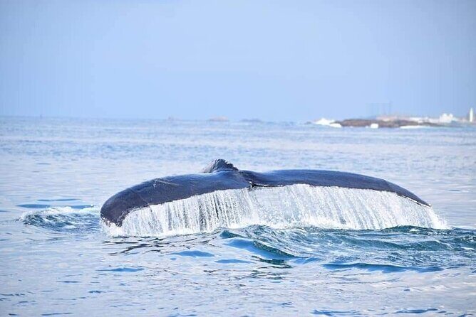 Whale & Dolphin Watching Tour in Trincomalee | Scenic Boat Ride - The Realities of Sightings and Guide Expertise