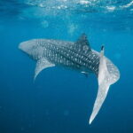 Whale Shark Adventure 2 Days 1 Night Sharing Trip - Who Will Love This Tour?