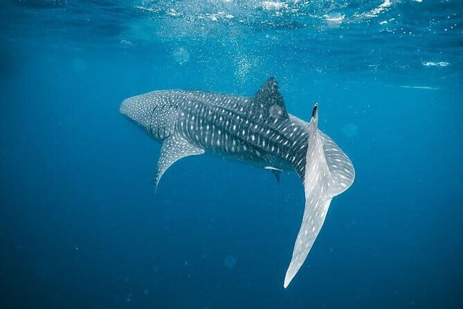 Whale Shark Adventure 2 Days 1 Night Sharing Trip - Who Will Love This Tour?