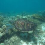 Whale Shark, Canyoneering, Sardines Run and Turtles with Transpo - Why This Tour Offers Great Value