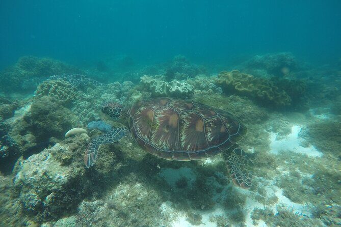 Whale Shark, Canyoneering, Sardines Run and Turtles with Transpo - Why This Tour Offers Great Value